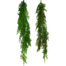 Leaf Dark Green Fern Hanging Pearls Plant 100cm 6 Pack - Size: 100 x 12 x 12cm - Wilko - thumbnail 4