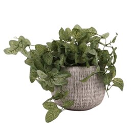 Trailing Fittonia in Textured Pot - Green - Wilko