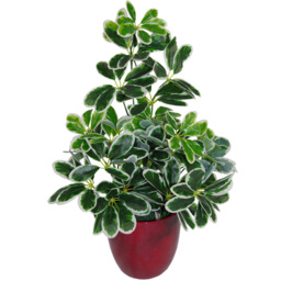 Leaf Arboricola Umbrella Artificial Tree Black Pot 1.8ft - Size: 55 x 30 x 30cm - Green - Wilko - thumbnail 3