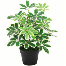 Leaf Arboricola Umbrella Artificial Tree Black Pot 1.8ft - Size: 55 x 30 x 30cm - Green - Wilko - thumbnail 1