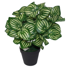 Botanik Watermelon Foliage Artificial Plant in Pot 40cm - Size: 40 x 40 x 40cm - Green - Wilko - thumbnail 4