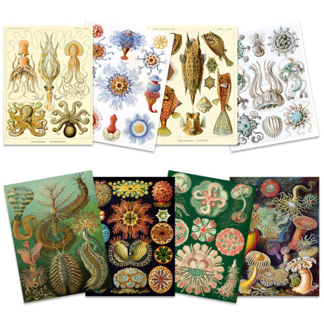 Artery8 Vintage Ernst Haeckel Sea Life Wall Art Print 30 x 41cm 8 Pack - Size: 40.5 x 30.5 x 0.3cm - Multi - Wilko - image 1