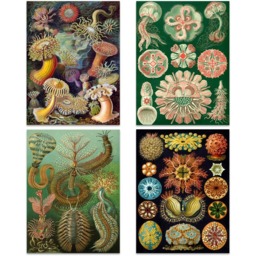 Artery8 Vintage Ernst Haeckel Sea Life Wall Art Print 30 x 41cm 8 Pack - Size: 40.5 x 30.5 x 0.3cm - Multi - Wilko - thumbnail 4