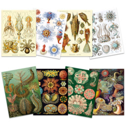 Artery8 Vintage Ernst Haeckel Sea Life Wall Art Print 30 x 41cm 8 Pack - Size: 40.5 x 30.5 x 0.3cm - Multi - Wilko - thumbnail 1