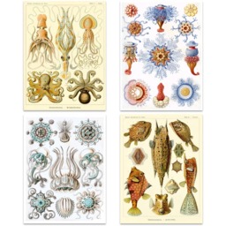 Artery8 Vintage Ernst Haeckel Sea Life Wall Art Print 30 x 41cm 8 Pack - Size: 40.5 x 30.5 x 0.3cm - Multi - Wilko - thumbnail 3
