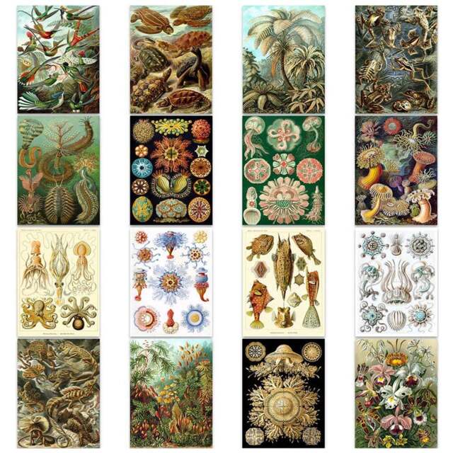 Artery8 Vintage Ernst Haeckel Botanical Wall Art Prints 30 x 41cm 16 Pack - Size: 40.5 x 30.5 x 0.3cm - Multi - Wilko - image 1