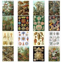 Artery8 Vintage Ernst Haeckel Botanical Wall Art Prints 30 x 41cm 16 Pack - Size: 40.5 x 30.5 x 0.3cm - Multi - Wilko - thumbnail 1