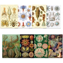 Artery8 Vintage Ernst Haeckel Botanical Wall Art Prints 30 x 41cm 16 Pack - Size: 40.5 x 30.5 x 0.3cm - Multi - Wilko - thumbnail 3