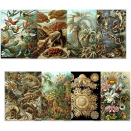 Artery8 Vintage Ernst Haeckel Botanical Wall Art Prints 30 x 41cm 16 Pack - Size: 40.5 x 30.5 x 0.3cm - Multi - Wilko - thumbnail 4