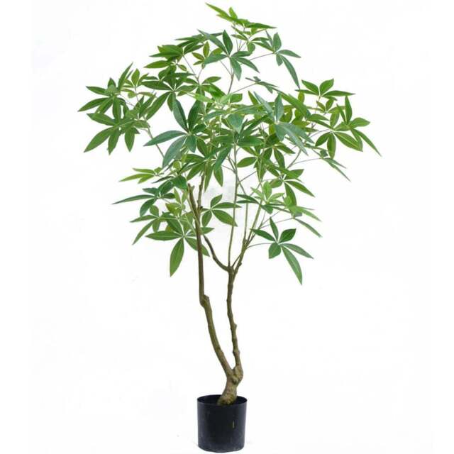 Botanik Pachira Money Tree Artificial Plant in Pot 5ft - Size: 150 x 90 x 90cm - Green - Wilko - image 1
