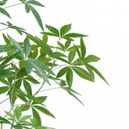 Botanik Pachira Money Tree Artificial Plant in Pot 5ft - Size: 150 x 90 x 90cm - Green - Wilko - thumbnail 3