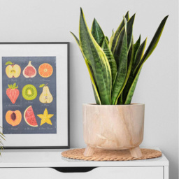 LECHUZA Hortico Grower Wooden Round Indoor Plant Pot 21 x 28cm 2 Pack - Brown - Lechuza The Original - Wilko - thumbnail 5