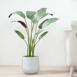 Bird of Paradise Artificial Indoor Plant 90cm - Size: 90 x 30 x 30cm - Green - MCC - Wilko - thumbnail 3