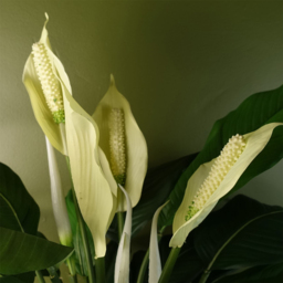 Botanik Lily Peace White Spathiphyllum Artificial Plant in Pot 48cm - Size: 60 x 60 x 60cm - Wilko - thumbnail 4