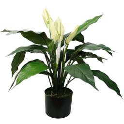Botanik Lily Peace White Spathiphyllum Artificial Plant in Pot 48cm - Size: 60 x 60 x 60cm - Wilko