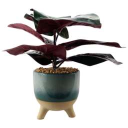 Leaf Ficus Artificial Tree in Teal Blue Green Ceramic Planter 35cm - Size: 35 x 30 x 30cm - Wilko - thumbnail 1