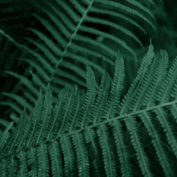 Benjamin Tate Design Deep Green Fern Leaves Cushion 45 x 30cm - Wilko - thumbnail 4