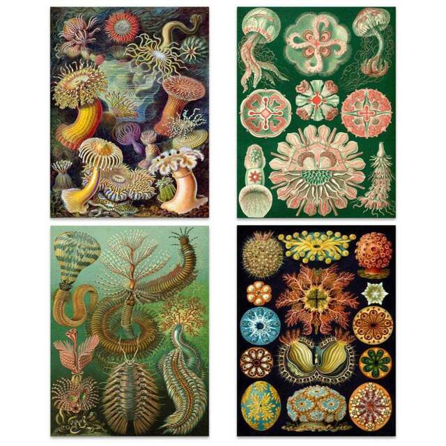Artery8 Vintage Ernst Haeckel Botanical Colourful Wall Art Print 30 x 41cm 4 Pack - Size: 40.5 x 30.5 x 0.3cm - Multi - Wilko - image 1