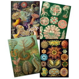 Artery8 Vintage Ernst Haeckel Botanical Colourful Wall Art Print 30 x 41cm 4 Pack - Size: 40.5 x 30.5 x 0.3cm - Multi - Wilko - thumbnail 4