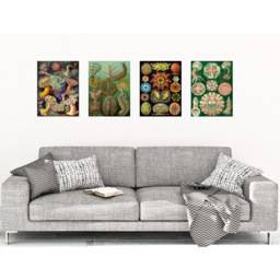 Artery8 Vintage Ernst Haeckel Botanical Colourful Wall Art Print 30 x 41cm 4 Pack - Size: 40.5 x 30.5 x 0.3cm - Multi - Wilko - thumbnail 3