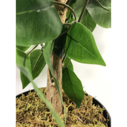 Leaf Ficus Artificial Bushy Plant 2.9ft - Size: 90 x 60 x 60cm - Green - Wilko - thumbnail 4