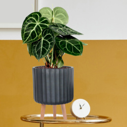 wilko Modern Ribbed Black Indoor Cylinder Plant Pot with Legs 32cm - Instadecor - thumbnail 4