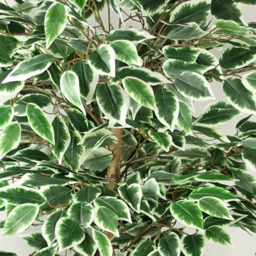 Botanik Ficus Artificial Tree in Pot 5ft - Size: 150 x 80 x 80cm - Green - Wilko - thumbnail 6