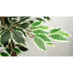 Botanik Ficus Artificial Tree in Pot 5ft - Size: 150 x 80 x 80cm - Green - Wilko - thumbnail 7