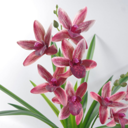 Leaf Dark Pink Artificial Orchid in Ceramic Planter 1.6ft - Size: 50 x 50 x 50cm - Wilko - thumbnail 4