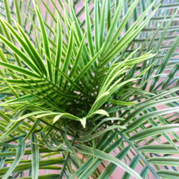 Leaf Cycas Palm Outdoor Artificial Tree in Pot 120cm - Size: 120 x 110 x 110cm - Green - Wilko - thumbnail 3
