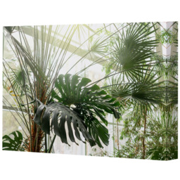 Benjamin Tate Design Green Plants in Botanical Garden Canvas 61 x 41cm - Wilko - thumbnail 1