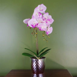 Botanik Light Pink Phalaenopsis Orchid Artificial Plant in Silver Pot 50cm - Size: 50 x 20 x 20cm - Wilko - thumbnail 3