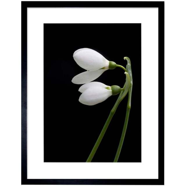Wee Blue Coo Snowdrops Spring Flowers Bloom White and Framed Wall Art Print 30 x 41cm - Size: 43.3 x 33.3 x 1.5cm - Black - Wilko - image 1