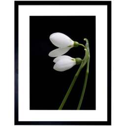 Wee Blue Coo Snowdrops Spring Flowers Bloom White and Framed Wall Art Print 30 x 41cm - Size: 43.3 x 33.3 x 1.5cm - Black - Wilko - thumbnail 1