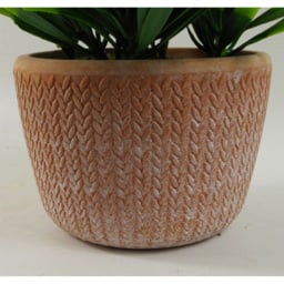 Leaf Dark Green Foliage Honey Plant in Terracotta Pot 22cm - Size: 22 x 15 x 15cm - Wilko - thumbnail 4
