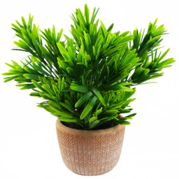 Leaf Dark Green Foliage Honey Plant in Terracotta Pot 22cm - Size: 22 x 15 x 15cm - Wilko