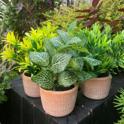 Leaf Dark Green Foliage Honey Plant in Terracotta Pot 22cm - Size: 22 x 15 x 15cm - Wilko - thumbnail 5
