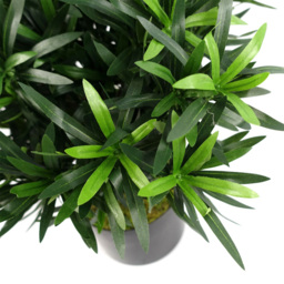 Botanik Podocarpus Bush Artificial Plant in Pot 40cm - Size: 40 x 40 x 40cm - Green - Wilko - thumbnail 4