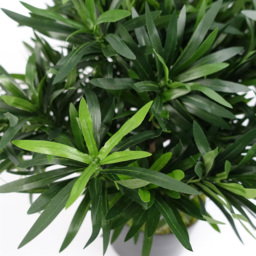 Botanik Podocarpus Bush Artificial Plant in Pot 40cm - Size: 40 x 40 x 40cm - Green - Wilko - thumbnail 3