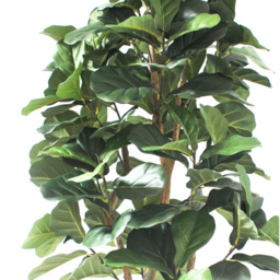 Botanik Deluxe Fiddle Fig Artificial Tree in Pot 6ft - Size: 180 x 60 x 60cm - Green - Wilko - thumbnail 5