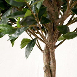 Pacific Lifestyle Bay Artificial Tree in White Pot 5ft - Size: 150 x 70 x 70cm - Green - Wilko - thumbnail 5