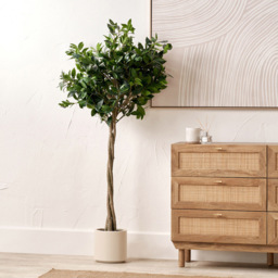 Pacific Lifestyle Bay Artificial Tree in White Pot 5ft - Size: 150 x 70 x 70cm - Green - Wilko - thumbnail 3