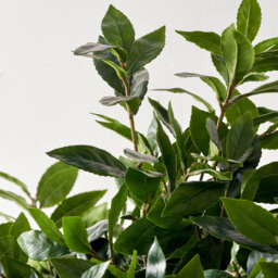 Pacific Lifestyle Bay Artificial Tree in White Pot 5ft - Size: 150 x 70 x 70cm - Green - Wilko - thumbnail 4
