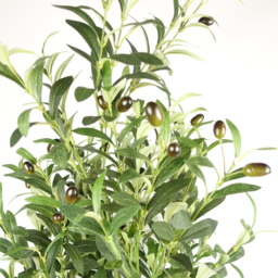 Botanik Olive Bush Artificial Tree in Pot 5.5ft - Size: 160 x 60 x 60cm - Green - Wilko - thumbnail 5