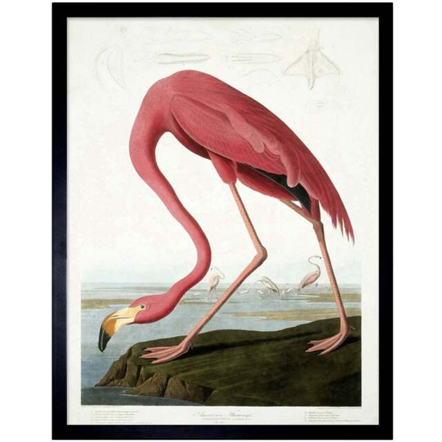 Wee Blue Coo Vintage Audubon Flamingo Illustration Framed Wall Art Print 30 x 41cm - Size: 43.3 x 33.3 x 1.5cm - Pink - Wilko - image 1