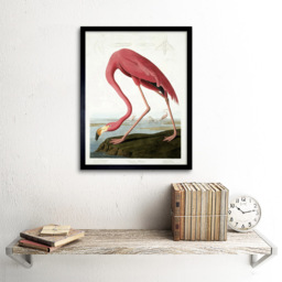 Wee Blue Coo Vintage Audubon Flamingo Illustration Framed Wall Art Print 30 x 41cm - Size: 43.3 x 33.3 x 1.5cm - Pink - Wilko - thumbnail 3