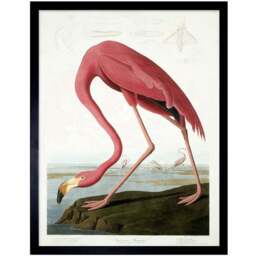 Wee Blue Coo Vintage Audubon Flamingo Illustration Framed Wall Art Print 30 x 41cm - Size: 43.3 x 33.3 x 1.5cm - Pink - Wilko - thumbnail 1