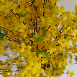 Leaf Yellow Forsythia Artificial Tree in Pot 150cm - Size: 150 x 60 x 60cm - Wilko - thumbnail 4