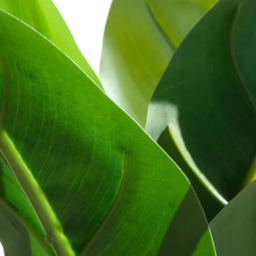 Leaf Aureum Artificial Plant in Pot 45cm 6 Pack - Size: 45 x 30 x 30cm - Green - Wilko - thumbnail 6
