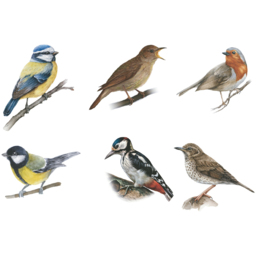 JML Bird Song Round Wall Clock 25cm - Size: 25 x 25 x 4cm - White - Wilko - thumbnail 6